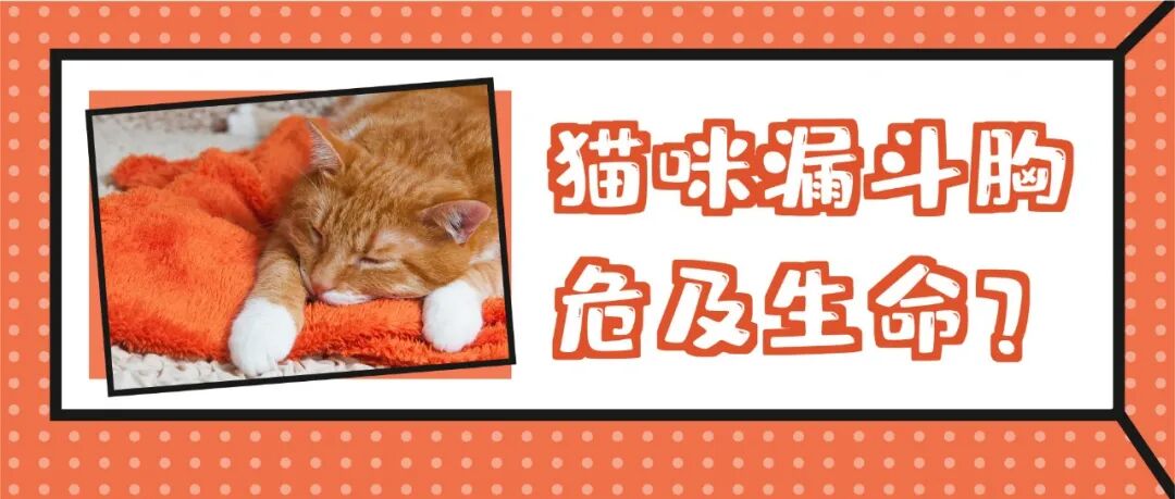 母猫绝育手术 到底是正切好 还是侧切好 猫研所 二十次幂