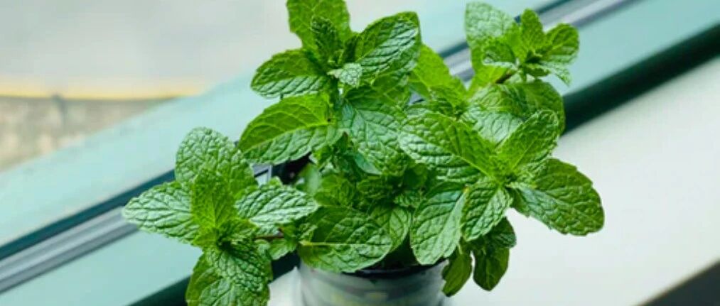 治疗隐疹（荨麻疹）或者风团的有效方剂和中药