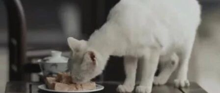 陷“杀猫”罗生门，《当家主母》剧组回应争议！