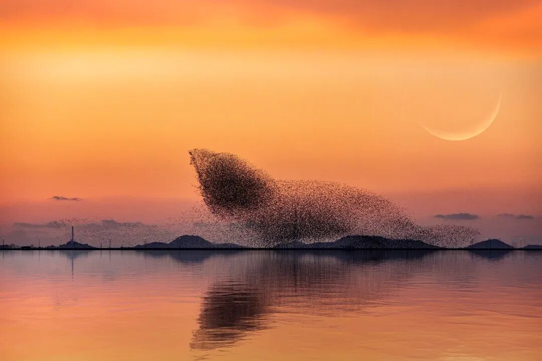 Free Sunset Birds photo and picture