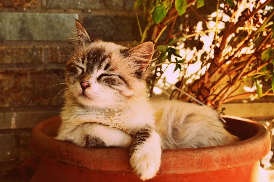 Free Kitten Asleep In A Pot photo and picture