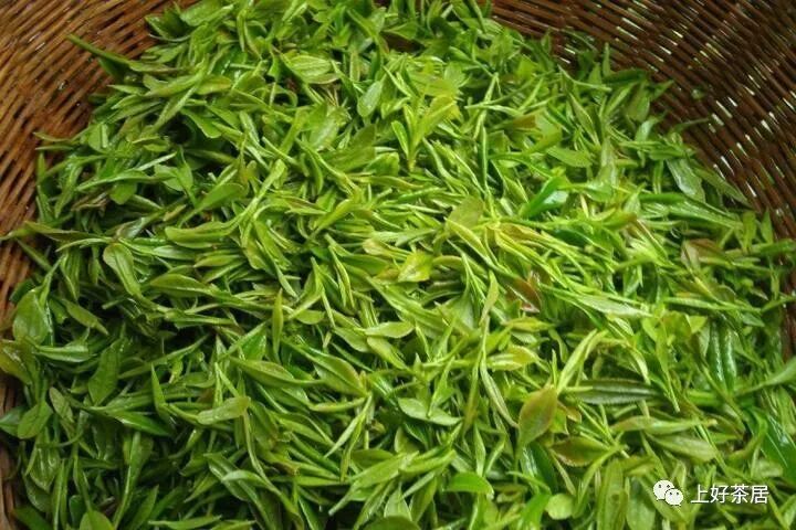 安吉白茶其实是绿茶