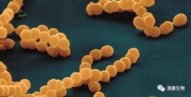 乳酸菌是一类革兰氏阳性杆菌或球菌,不形成芽胞,不运动,过氧化氢酶