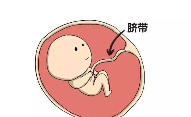 为什么剪脐带要先夹住剪脐带时，是宝宝疼还是妈妈疼？_https://www.jmylbn.com_新闻资讯_第7张