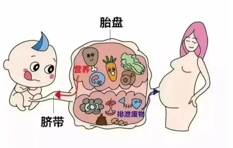 为什么剪脐带要先夹住剪脐带时，是宝宝疼还是妈妈疼？_https://www.jmylbn.com_新闻资讯_第9张