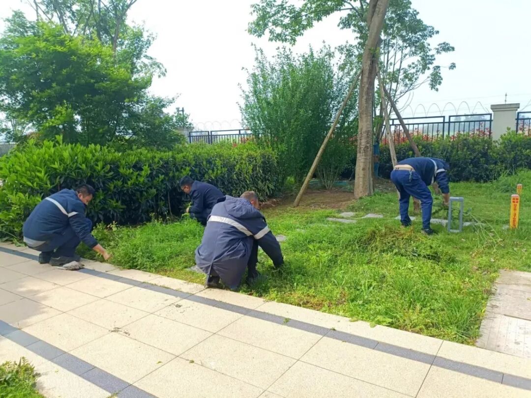 清除杂草 (2).jpg
