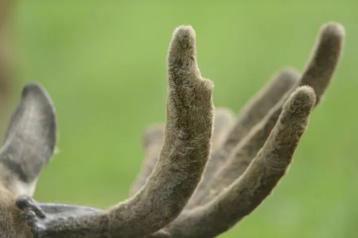 鹿茸的常见吃法及鹿茸选购