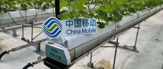 移动云服务“乡村振兴”：山东寿光蔬菜产业迈入数字化时代