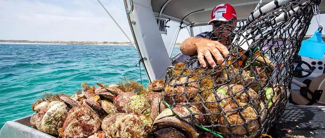 中国土豪舔鲍鱼时,为什么澳洲男人的心在滴血?,天津水产行情联盟