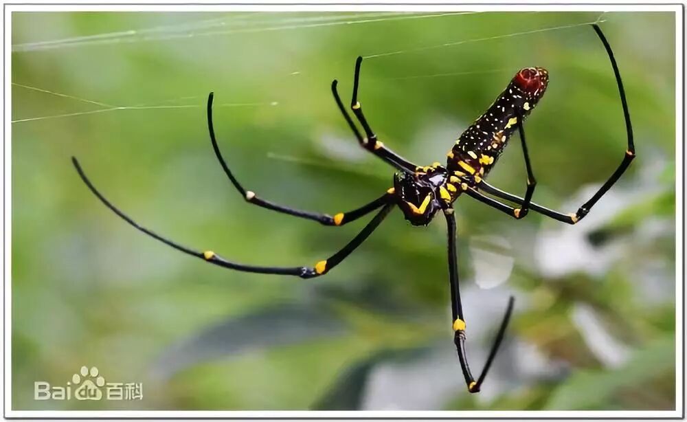 日本文化中的那些鬼和妖怪 一 尼酱日语学习 微信公众号文章阅读 Wemp