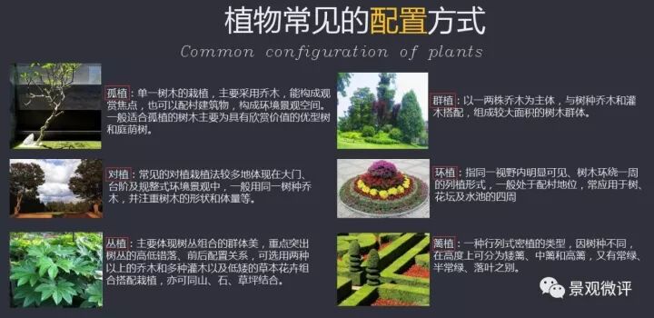 不得不看的园林景观植物配置 沁芳花木园艺服务家 微信公众号文章阅读 Wemp