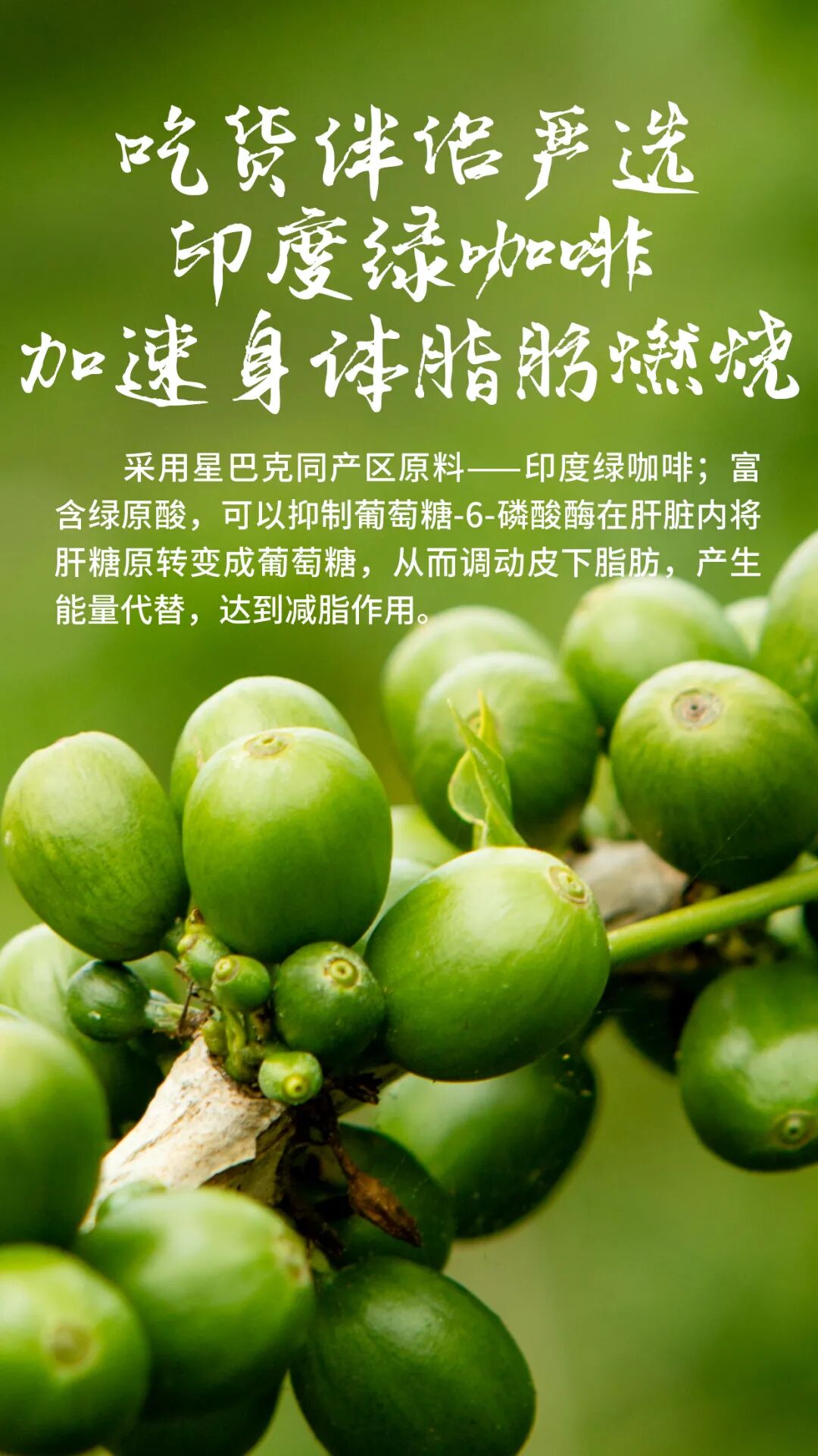 春芝堂#吃货伴侣#能量棒组合上市