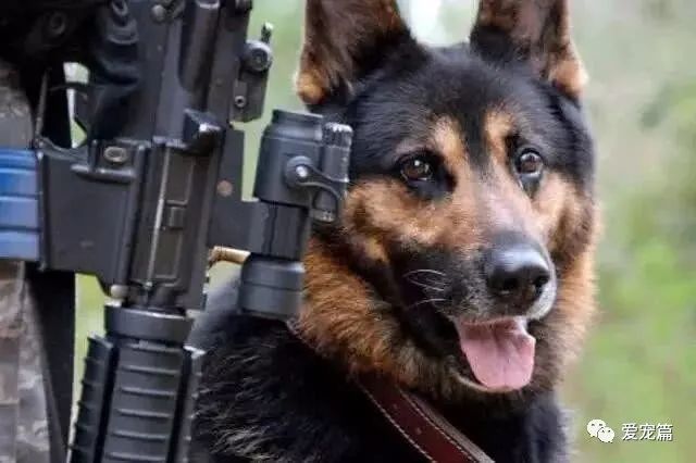 史上最忠诚军犬之1、主人被杀，数年后狗狗与敌
