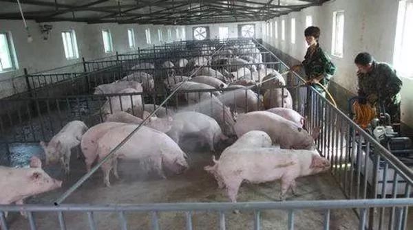 预防非洲猪瘟的这四种消毒方法,你做了几种? 预防非洲猪瘟的这四种消毒方法,你做了几种?