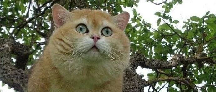 猫咪的小肚子，好想rua啊