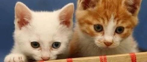 小短腿猫打架，真的太可爱了