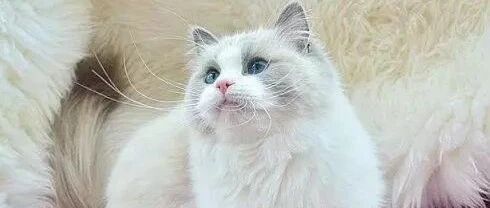 两只猫咪肩并肩一起走，尾巴还搂一起