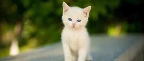 狗狗的尾巴在猫咪脸上胡乱地拍