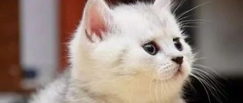 铲屎官买的异次元地毯好像很吸引猫咪