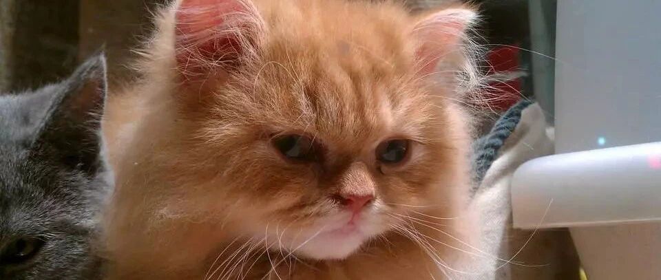 猫咪爬上树后，害怕得不敢下来，太怂了