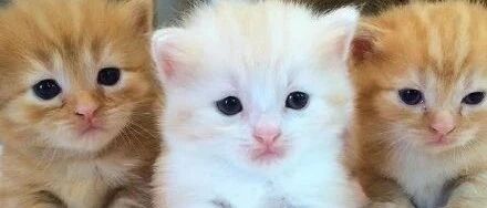 小猫咪的快乐原来如此简单