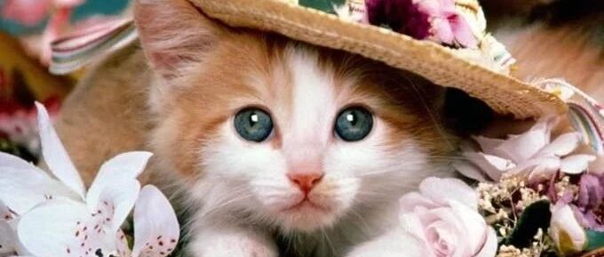 猫咪发现自己失宠了，有点伤心