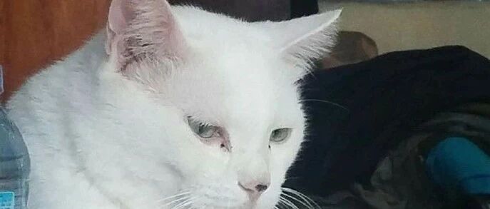 猫咪为了被摸头，连面子都不要了