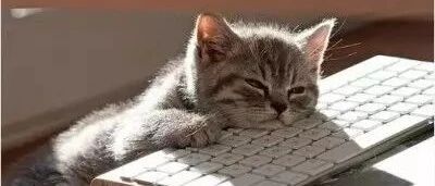 铲屎官给猫咪带上逗猫棒，猫咪可以自己玩半天