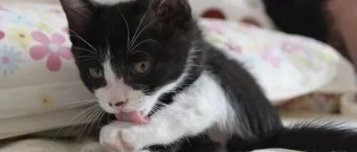 躺在床上看着电视，猫咪的日子过得真舒坦