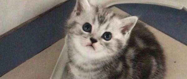 铲屎官想摸猫咪，差点被猫咪咬，太真实了