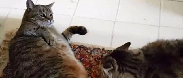 寒冷竟然让猫咪变得聪明