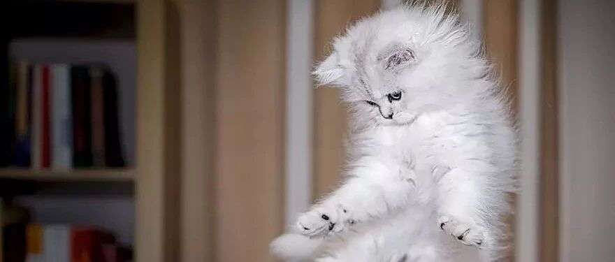 铲屎官工作的时候，发现有只猫咪在看他