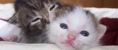 铲屎官想去领养一只狗狗，结果却与这猫看对了眼