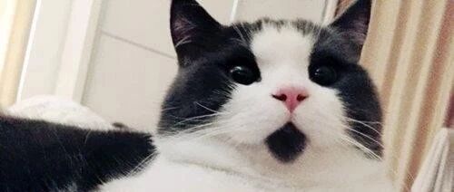 铲屎官玩弄猫咪的后腿，猫咪很不耐烦