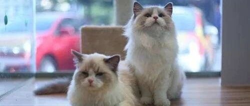 猫咪偷袭鸡星人，没想到鸡星人那么团结