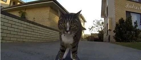 也不知道猫妈怎么了，突然就把小猫拍下去