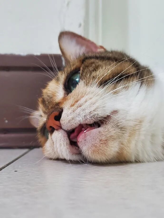 十七岁的猫奶奶躺在地上回忆喵生 柠檬资讯
