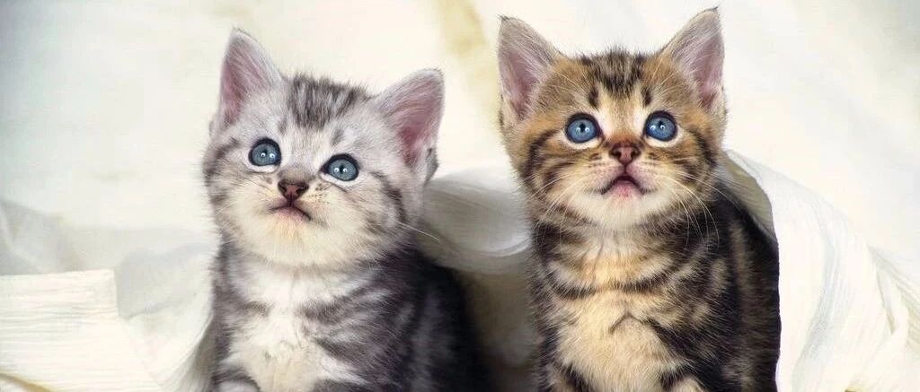 猫妈给小奶猫洗澡，小奶猫很不情愿