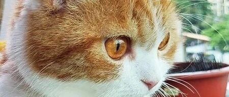 猫咪整天守着鱼缸，可惜里面没有鱼