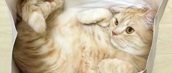 买来刷鞋的刷子，没想到还能刷猫