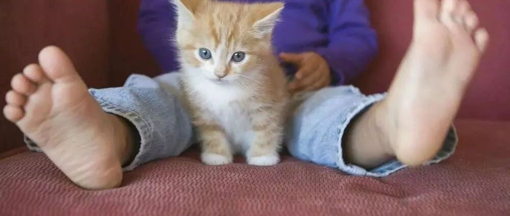 中间的猫好可怜，被两边的猫欺负