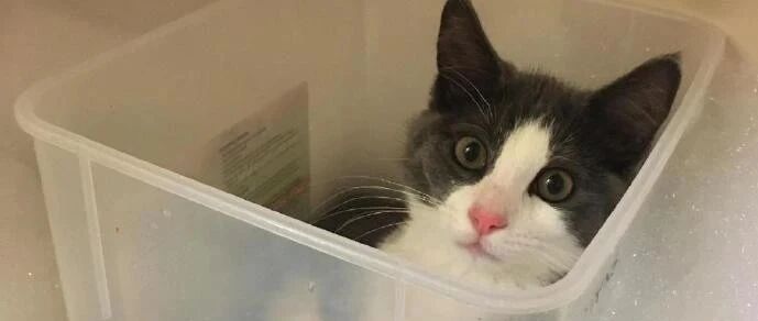 铲屎官泡澡的时候，猫咪也喜欢跟着一起泡