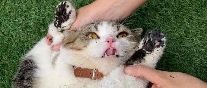 也不知道造的什么孽，铲屎官养的这只猫咪太会搞事了