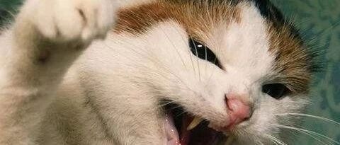 小短腿猫打架，凶萌凶萌的，就是感觉没什么杀伤力