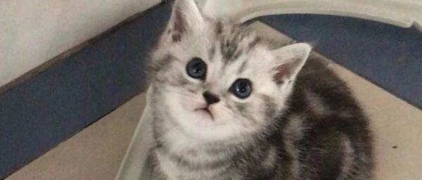 猫咪把铲屎官扔出去的电线捡回来，有点骄傲啊