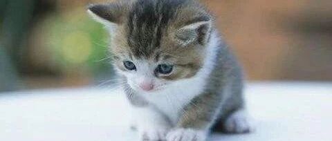 猫咪喝水的时候，总感觉自己被淹到