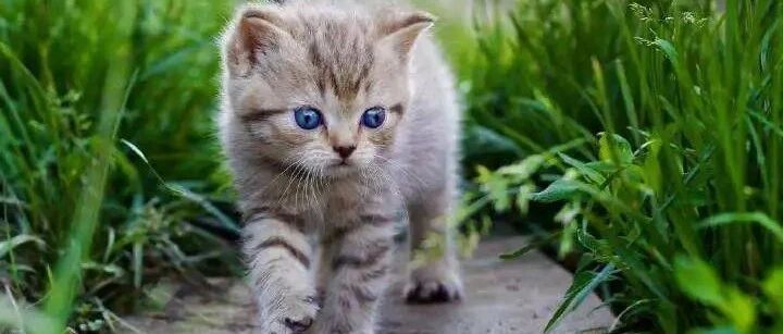 猫咪和狗狗打招呼的方式，太奇怪了