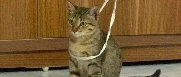 在猫咪身上套了绳子，猫咪以为自己被拴住了