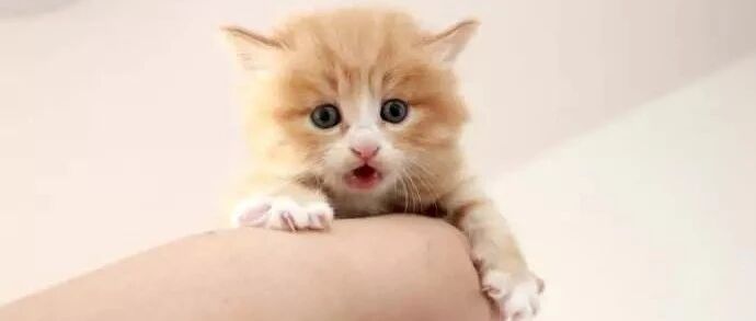 铲屎官刚领养了只小猫，爷爷还不是很喜欢