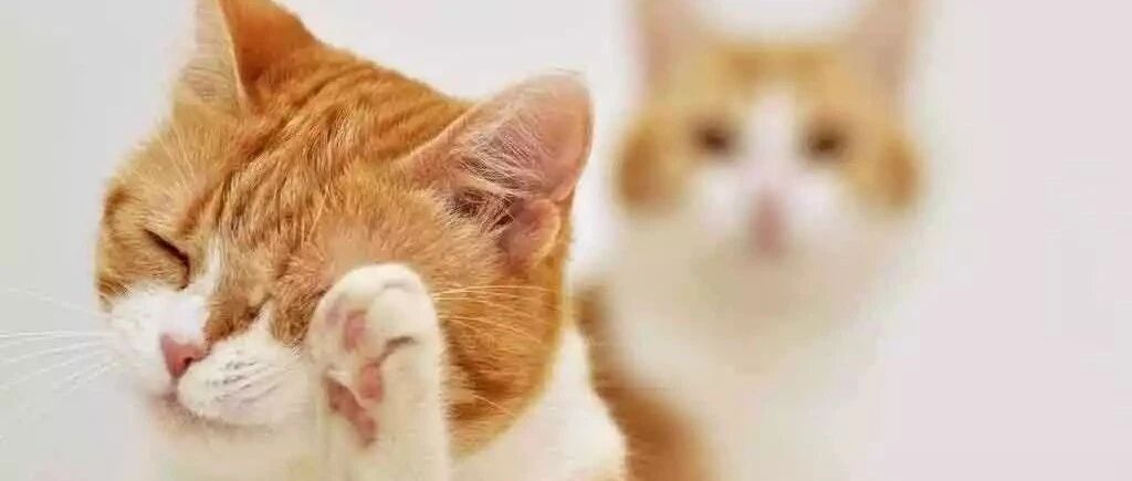 猫咪见到被丢地上的逗猫棒，捡起来就开始玩